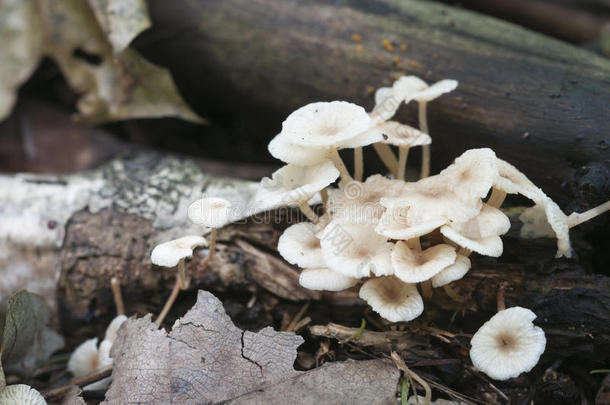 秋天米色生物学棕色的坦率的