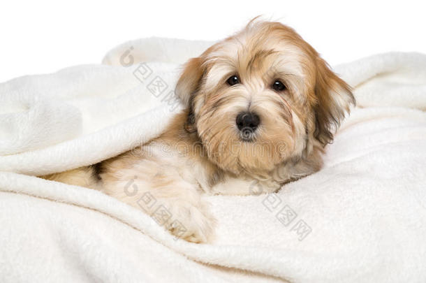 可爱的哈瓦那小狗躺在白色的床罩上