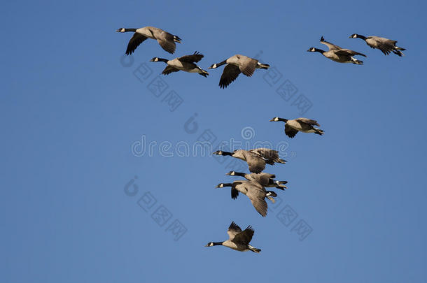 一群加拿大大雁在蓝天上飞翔