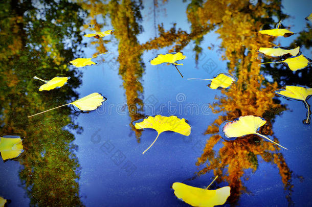 秋天，银杏叶表面的黄色下降