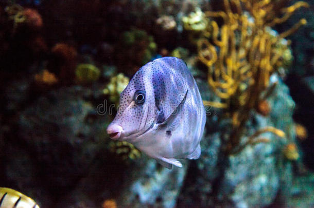 水族馆打电话鱼海洋朊病毒