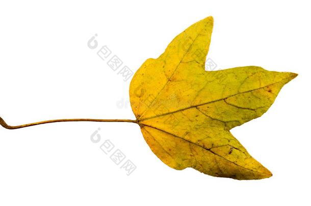 特写照片，一棵枯萎的秋天无花果树叶子在白色背景上被隔离