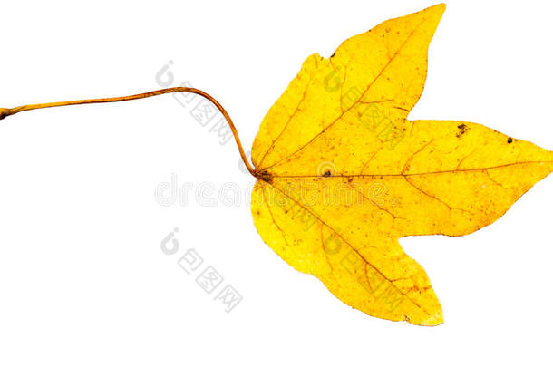 特写照片，一棵枯萎的秋天无花果树叶子在白色背景上被隔离