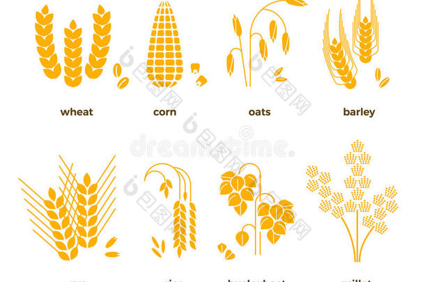 谷物矢量图标。 大米，小麦，玉米，燕麦，黑麦，大麦