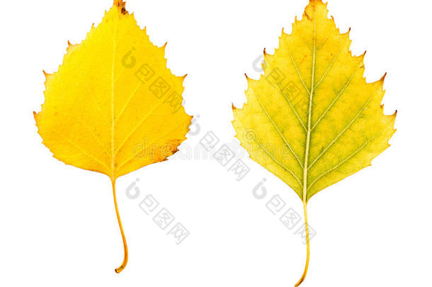 特写照片的正面和背面的枯萎的秋天桦树叶子隔离在白色的背景