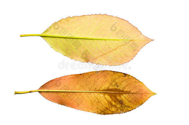 白色背景上分离的枯萎的秋叶的特写照片