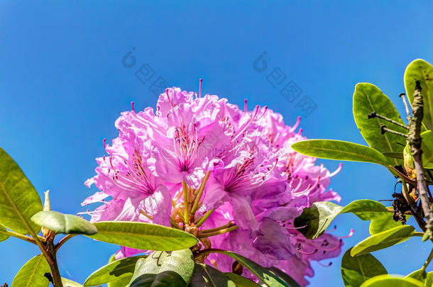 浴室和杜鹃花开花花开