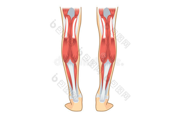 人的<strong>小腿肌肉</strong>。
