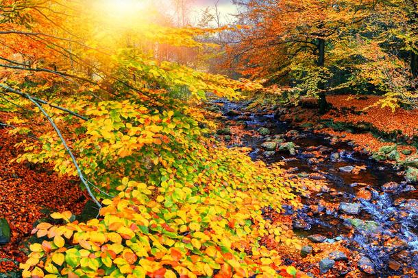 秋季景观与森林溪流在阳光明媚的秋天