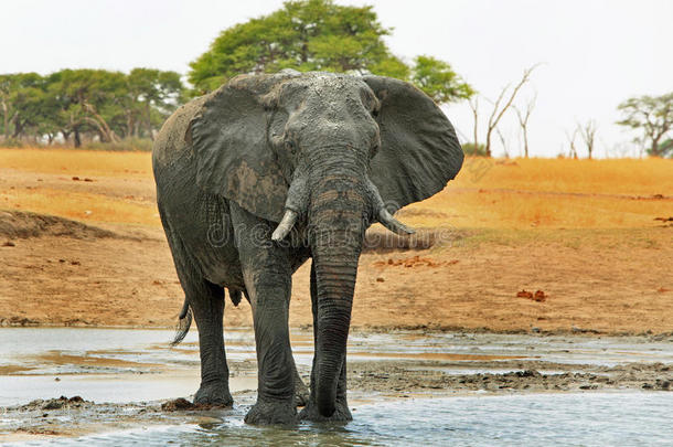 大象站在一个浅水洞在华哥国家公园，津巴布韦，南非