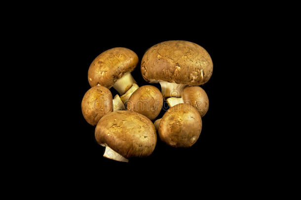 栗蘑菇，分离于双孢黑木耳上