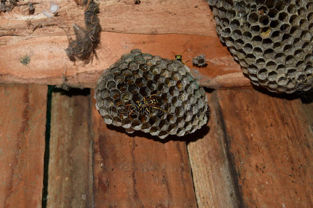 动物节肢动物蜜蜂黑色密室