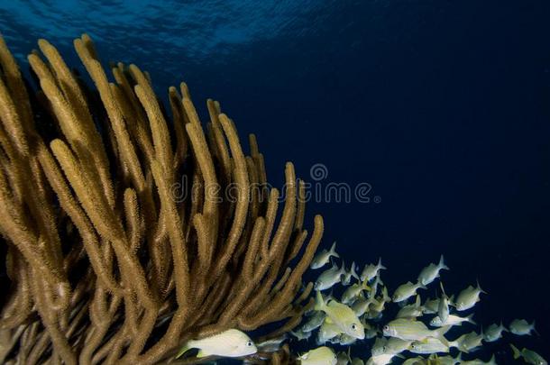 <strong>放射</strong>虫阿尔乔纳西亚珊瑚虫安的列斯群岛博内尔
