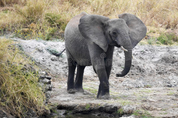 非洲的大象哺乳动物一站立