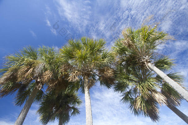 在蓝天下成群的棕榈树