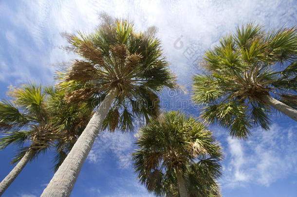 在蓝天背景下分组棕榈树
