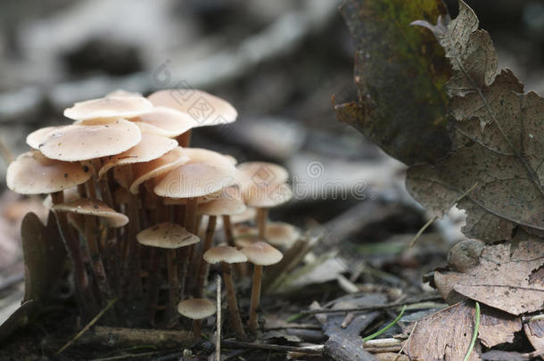 秋天米色生物学棕色的坦率的