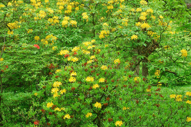 公园里灌木丛上美丽的黄色花朵巴登-巴登。