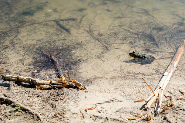 <strong>青蛙</strong>坐在池塘岸边的芦苇里。
