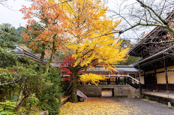 日本京都南山寺五彩缤纷的秋季季节