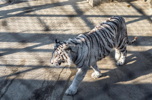 一只白虎在西伯利亚老虎公园，<strong>哈尔滨</strong>，中国