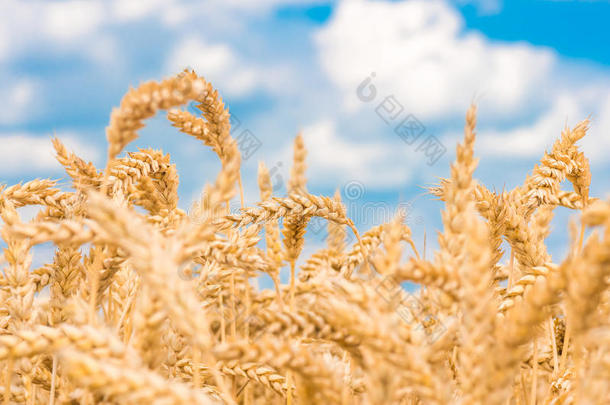 金色的麦穗映衬着蓝天