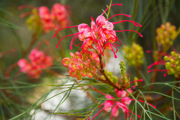 格雷维拉约翰逊花