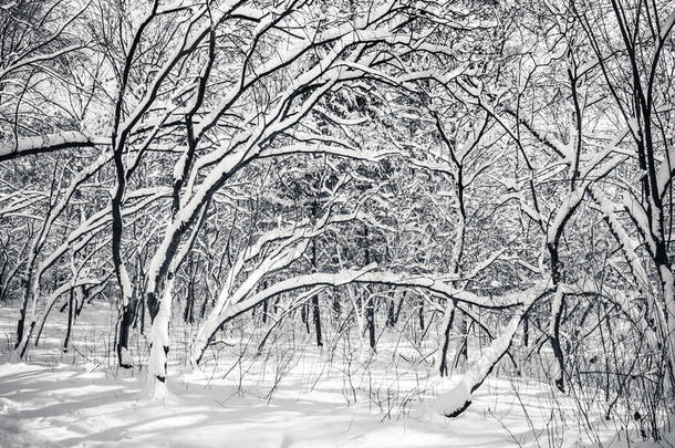 黑白相间的雪覆盖着冬天的树木