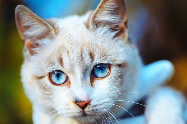 蓝眼睛的<strong>可爱猫</strong>