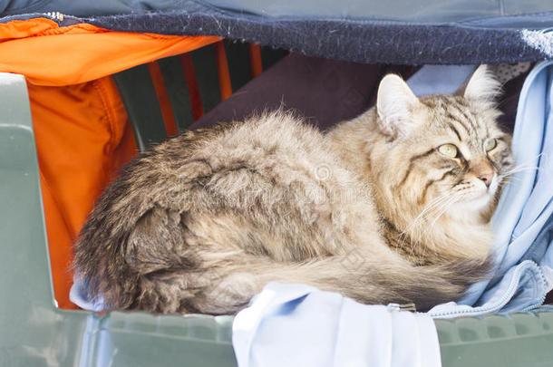 棕色长发西伯利亚猫在椅子上穿着连衣裙