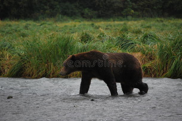 阿拉斯加熊棕色的岛卡特迈