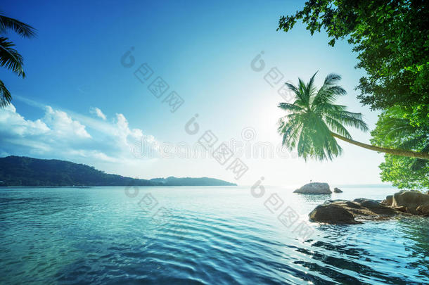 非洲安塞海滩蓝色灌木