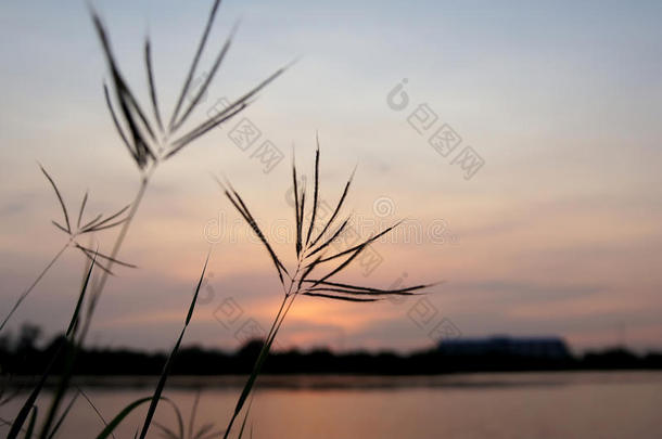 花草和天空夜晚草和天空