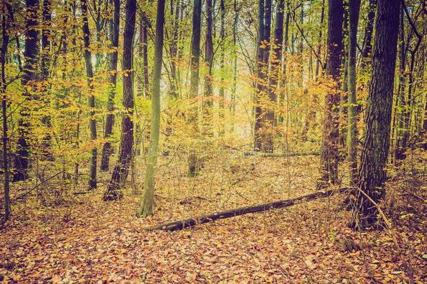 秋天森林的复古颜色