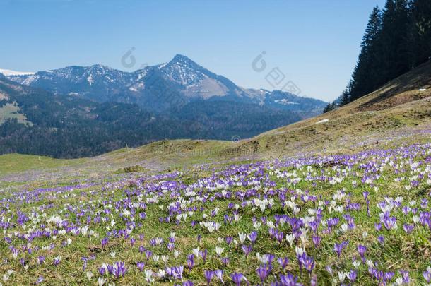 阿尔卑斯山四月巴伐利亚美丽的开花