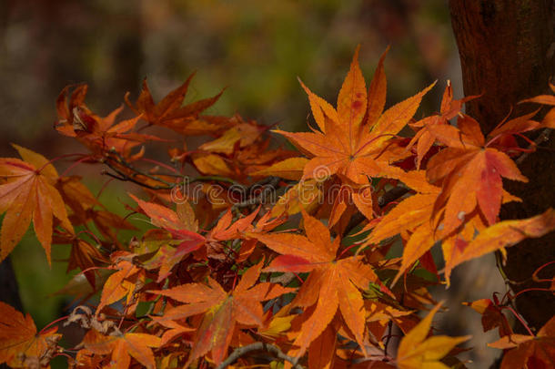 寒冷的瀑布花园日本树叶