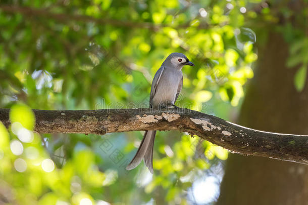 Ashydrongo灰色鸟类栖息在泰国、亚洲森林的树枝上