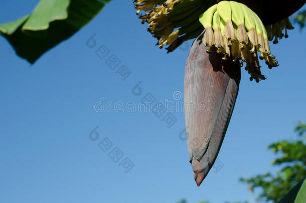<strong>香蕉</strong>叶是<strong>一串香蕉</strong>，绿色是一种be