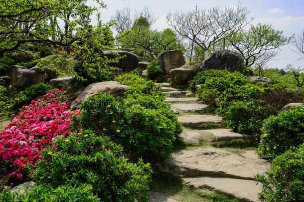 灌木花小山山坡春天