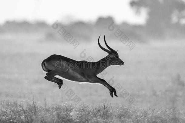 羚羊跳跃。非常有活力的拍摄。博茨瓦纳。奥卡万戈三角洲。