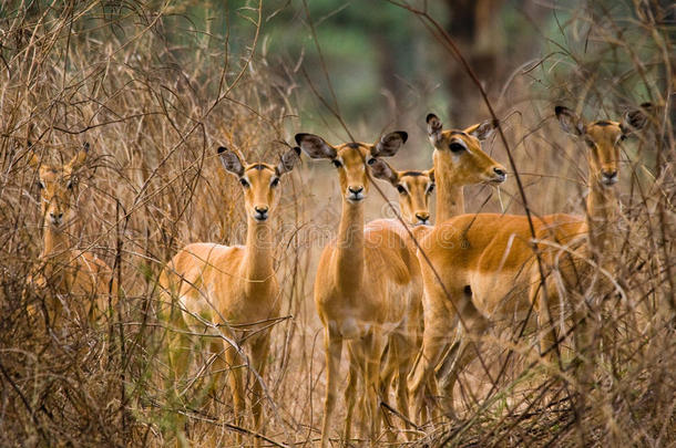 一群羚羊站在草地上。 博茨瓦纳。 奥卡万戈三角洲。