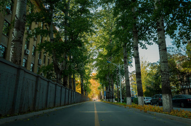 大学三年级的秋季道路