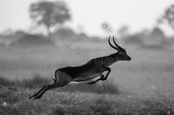 羚羊<strong>跳跃</strong>。非常有<strong>活力</strong>的拍摄。博茨瓦纳。奥卡万戈三角洲。