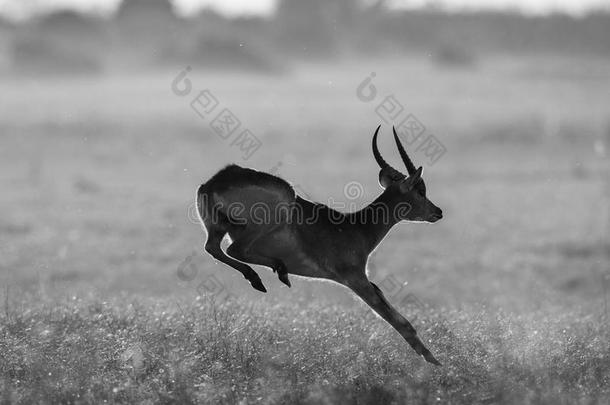 羚羊跳跃。非常有活力的拍摄。博茨瓦纳。奥卡万戈三角洲。