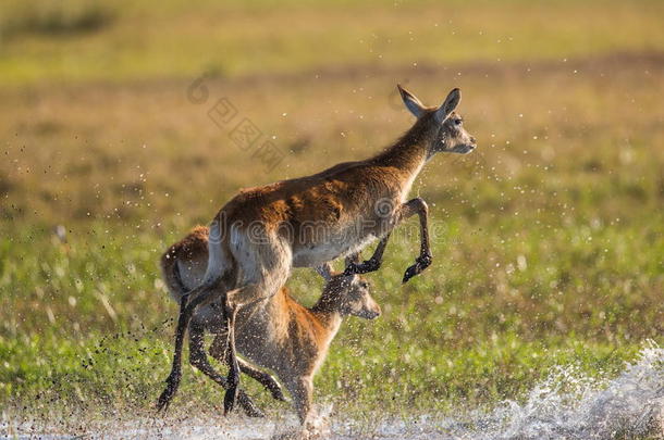 <strong>一群</strong>羚羊在水面上<strong>奔跑</strong>，周围是飞溅。 博茨瓦纳。 奥卡万戈三角洲。