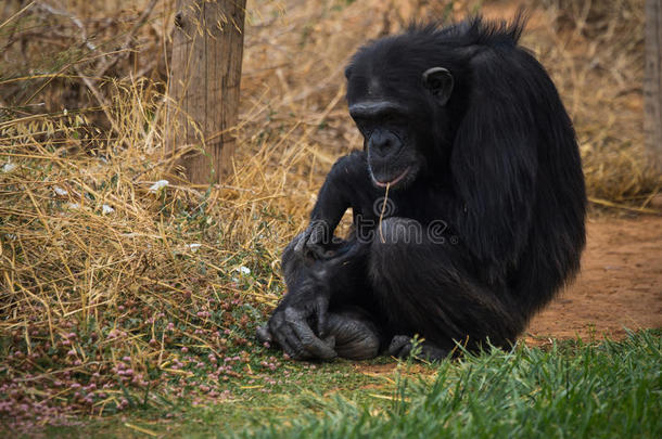 坐在草地上的大黑黑猩猩
