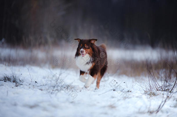 澳大利亚牧羊犬在户外雪地里奔跑