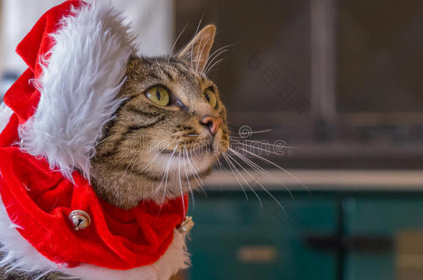 一只戴着红色圣诞老人帽子的可爱猫。