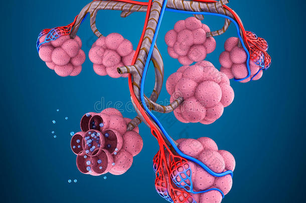 肺泡：人类呼吸系统的自然-血液被氧气饱和