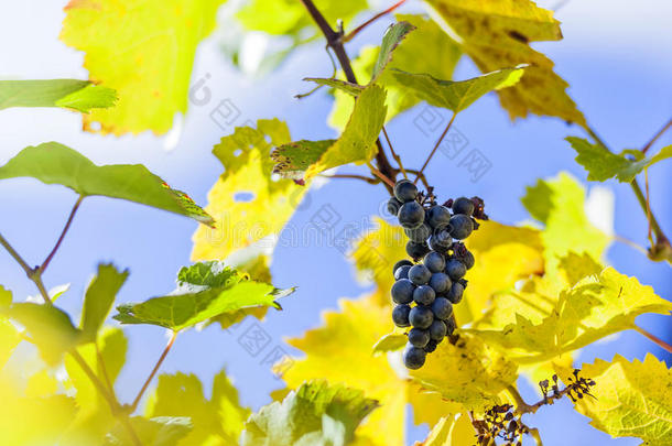 葡萄藤上的蓝色葡萄，葡萄藤上有一些叶子